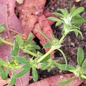 Paronychia brasiliana at Lyneham, ACT - 5 Oct 2023