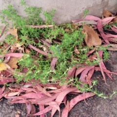 Paronychia brasiliana at Lyneham, ACT - 5 Oct 2023