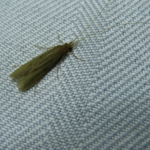 Lecithoceridae (family) at Braidwood, NSW - 3 Oct 2023 07:59 PM