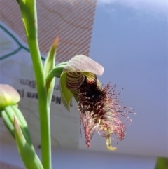Calochilus robertsonii (Beard Orchid) at Albury - 5 Oct 2023 by AlburyCityEnviros