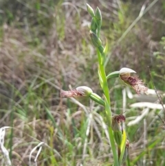 Calochilus robertsonii at Glenroy, NSW - suppressed