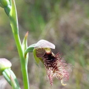 Calochilus robertsonii at Glenroy, NSW - suppressed