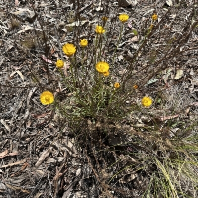 Xerochrysum viscosum (Sticky Everlasting) at Aranda Bushland - 5 Oct 2023 by lbradley