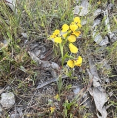 Diuris nigromontana (Black Mountain Leopard Orchid) at Point 73 - 5 Oct 2023 by lbradley