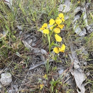 Diuris nigromontana at Aranda, ACT - 5 Oct 2023