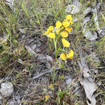 Diuris nigromontana (Black Mountain Leopard Orchid) at Point 73 - 5 Oct 2023 by lbradley