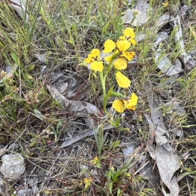 Diuris nigromontana (Black Mountain Leopard Orchid) at Aranda Bushland - 5 Oct 2023 by lbradley