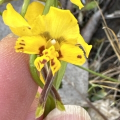 Diuris nigromontana at Aranda, ACT - 5 Oct 2023