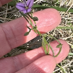 Thysanotus patersonii at Aranda, ACT - 5 Oct 2023