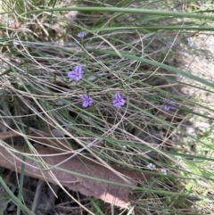 Thysanotus patersonii at Aranda, ACT - 5 Oct 2023