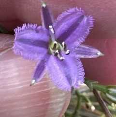 Thysanotus patersonii at Aranda, ACT - 5 Oct 2023