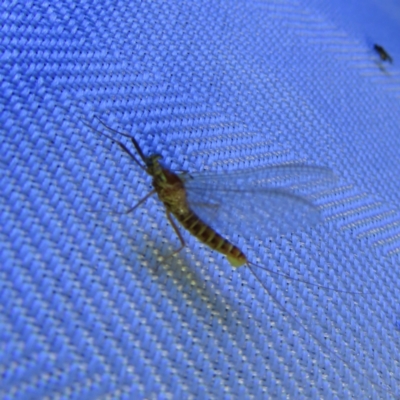 Ephemeroptera (order) (Unidentified Mayfly) at QPRC LGA - 3 Oct 2023 by MatthewFrawley