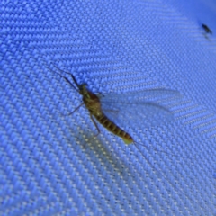 Ephemeroptera (order) (Unidentified Mayfly) at Braidwood, NSW - 3 Oct 2023 by MatthewFrawley