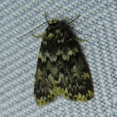 Halone sinuata (Rock Lichen Moth) at QPRC LGA - 3 Oct 2023 by MatthewFrawley