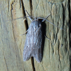 Chlenias (genus) (A looper moth) at QPRC LGA - 3 Oct 2023 by MatthewFrawley