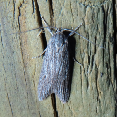 Chlenias (genus) (A looper moth) at QPRC LGA - 3 Oct 2023 by MatthewFrawley