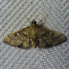 Nacoleia rhoeoalis (A Crambid moth (Spilomelinae) at Braidwood, NSW - 3 Oct 2023 by MatthewFrawley