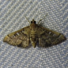 Nacoleia rhoeoalis (Spilomelinae) at QPRC LGA - 3 Oct 2023 by MatthewFrawley