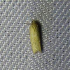 Unverified Moth (Lepidoptera) at Braidwood, NSW - 3 Oct 2023 by MatthewFrawley