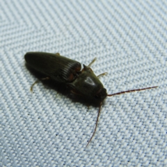 Elateridae sp. (family) (Unidentified click beetle) at Braidwood, NSW - 3 Oct 2023 by MatthewFrawley