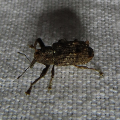 Orthorhinus klugii (Vine weevil) at QPRC LGA - 3 Oct 2023 by MatthewFrawley