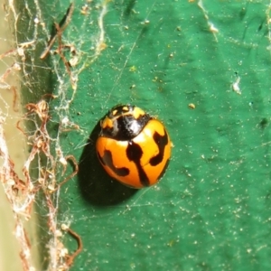 Coccinella transversalis at Flynn, ACT - 3 Oct 2023