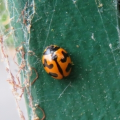 Coccinella transversalis at Flynn, ACT - 3 Oct 2023