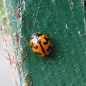 Coccinella transversalis at Flynn, ACT - 3 Oct 2023 12:27 PM