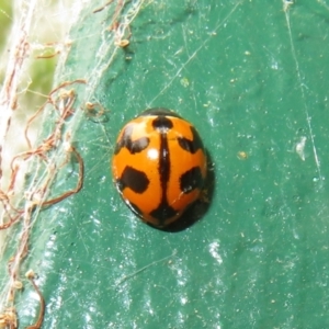 Coccinella transversalis at Flynn, ACT - 3 Oct 2023