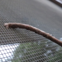 Geometridae (family) at Flynn, ACT - 4 Oct 2023