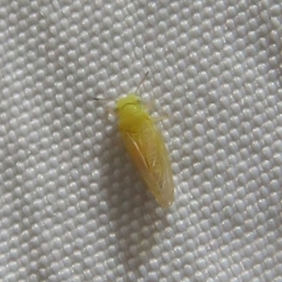 Unidentified Psyllid, lerp, aphid or whitefly (Hemiptera, several families) at Holt, ACT - 5 Oct 2023 by Christine