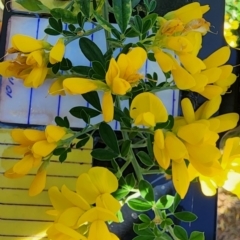 Genista monspessulana (Cape Broom, Montpellier Broom) at Red Hill Nature Reserve - 5 Oct 2023 by Steve818