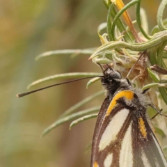 Belenois java (Caper White) at Dryandra St Woodland - 5 Oct 2023 by ConBoekel