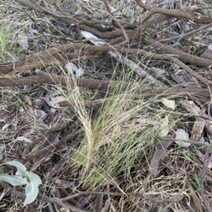 Nassella trichotoma at Higgins, ACT - 5 Oct 2023 06:31 PM