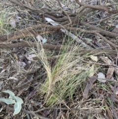 Nassella trichotoma (Serrated Tussock) at Cantor Crescent Woodland, Higgins - 5 Oct 2023 by MattM