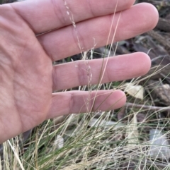 Nassella trichotoma at Higgins, ACT - 5 Oct 2023