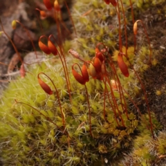 Breutelia at Dryandra St Woodland - 5 Oct 2023 by ConBoekel