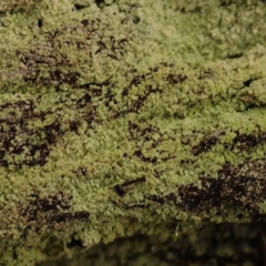 Unidentified Moss, Liverwort or Hornwort at Dryandra St Woodland - 5 Oct 2023 by ConBoekel