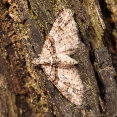 Phrissogonus laticostata (Apple looper moth) at Dryandra St Woodland - 5 Oct 2023 by ConBoekel