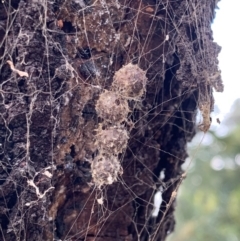 Celaenia calotoides (Bird-dropping spider) at Ainslie, ACT - 5 Oct 2023 by JaneSutton