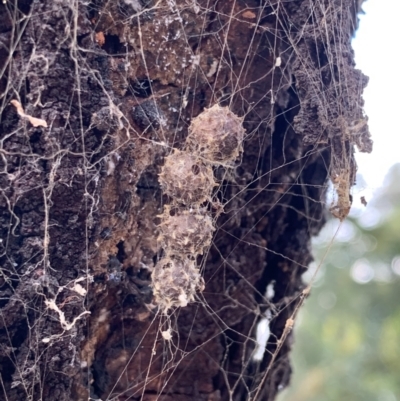 Celaenia calotoides (Bird-dropping spider) at Mount Ainslie - 5 Oct 2023 by JaneSutton