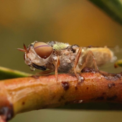 Odontomyia decipiens (Green Soldier Fly) at Dryandra St Woodland - 5 Oct 2023 by ConBoekel