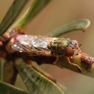 Odontomyia decipiens at O'Connor, ACT - 5 Oct 2023