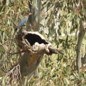 Eurystomus orientalis at Adjungbilly, NSW - 3 Oct 2023