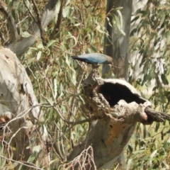 Eurystomus orientalis at Adjungbilly, NSW - 3 Oct 2023