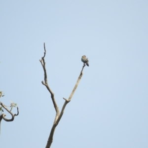 Eurystomus orientalis at Adjungbilly, NSW - 3 Oct 2023