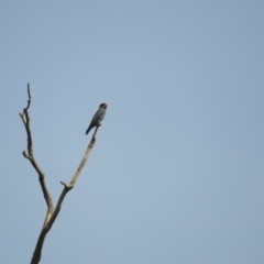 Eurystomus orientalis at Adjungbilly, NSW - 3 Oct 2023