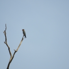 Eurystomus orientalis at Adjungbilly, NSW - 3 Oct 2023