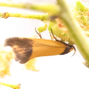 Merocroca automima at O'Connor, ACT - 5 Oct 2023 03:05 PM