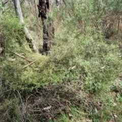 Clematis leptophylla (Small-leaf Clematis, Old Man's Beard) at Mount Ainslie - 5 Oct 2023 by EmilySutcliffe